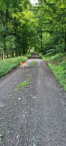 Mönchswald -Steinerner Tisch -Salzweg