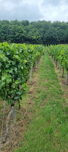 Mönchswald -Steinerner Tisch -Salzweg