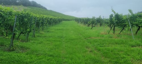 Mönchswald -Steinerner Tisch -Salzweg