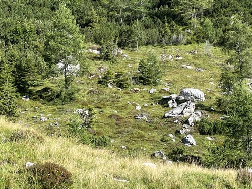 Reith - Alte Traunsteiner Hütte