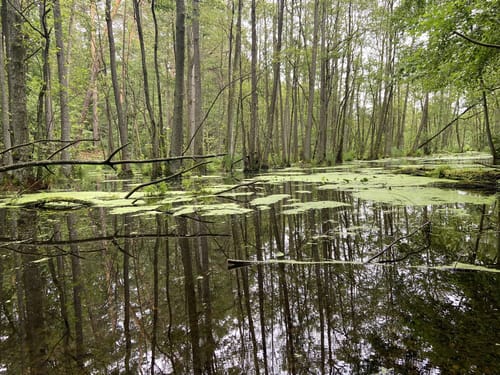 Von Borgsdorf nach Birkenwerder durchs Briesetal
