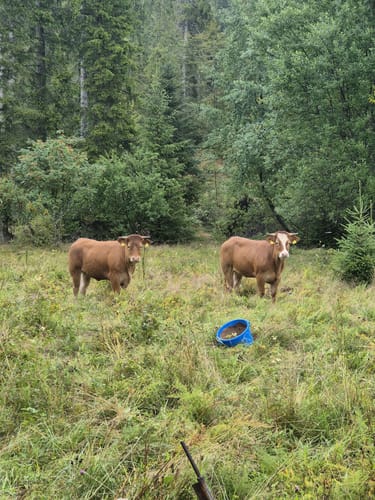 Sieben-Moore-Weg im Hotzenwald