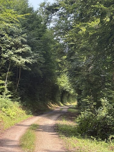 Von Mertesdorf nach Kasel