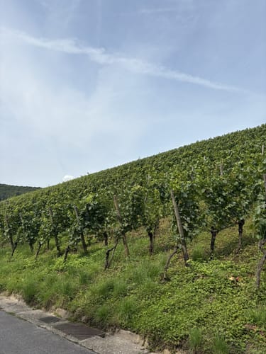 Von Mertesdorf nach Kasel