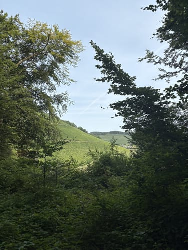 Von Mertesdorf nach Kasel