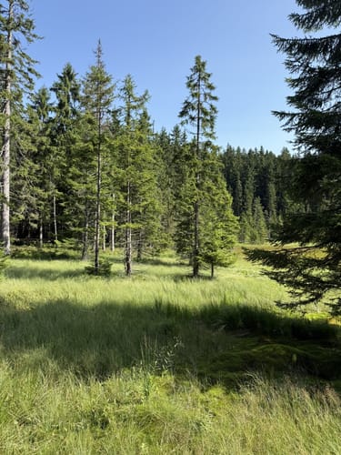 Großer Arbersee Rundweg