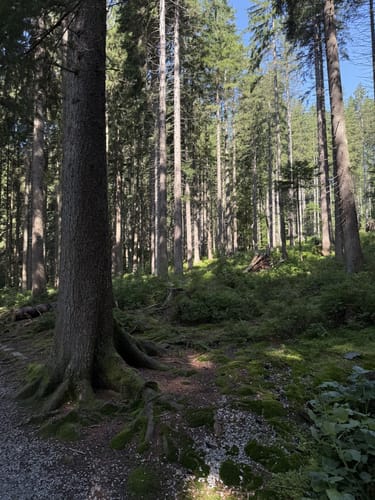 Großer Arbersee Rundweg