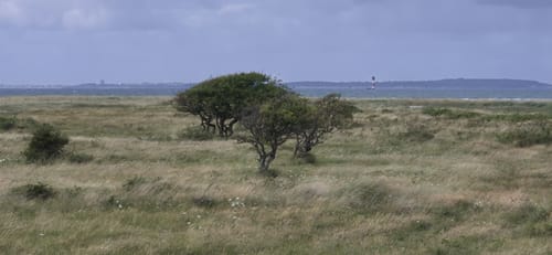 Rund um die Geltinger Birk