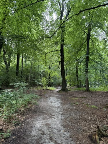 In die Marienhölzung