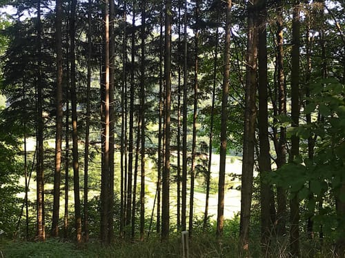 Rhön-Rundweg Hausen 5