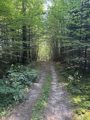 Schwanner Warte Westweg
