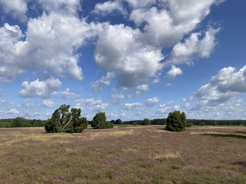 Südheide 'Wacholderwald in der Teufelsheide' W1l (lange Tour)