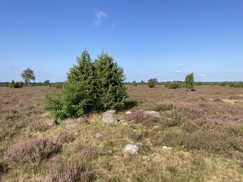 Südheide 'Wacholderwald in der Teufelsheide' W1l (lange Tour)