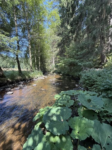 Perlenbachtal ab Höfener Mühle