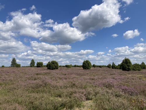 Südheide 'Wacholderwald in der Teufelsheide' W1l (lange Tour)