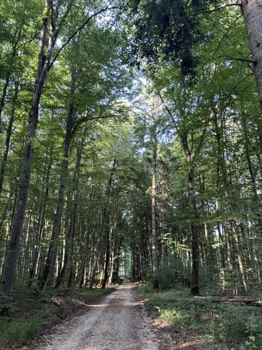 Zum Neidlinger Wasserfall und der Ruine Reußenstein