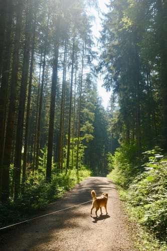 Von Alisehof über Höll