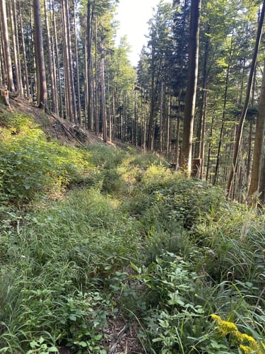 Auf den Hörnleberg ab Bleibach