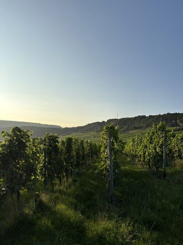 Nittel - Köllig - Rehlingen: Nitteler Felsenwegs
