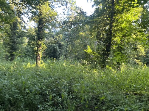 Holterhöfe - Forstwald