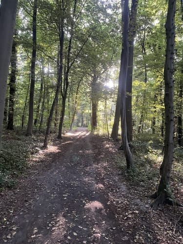 Holterhöfe - Forstwald