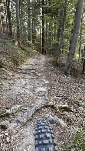 MTB Tour: Sulz - Jägerweg - Seelbach Rundweg