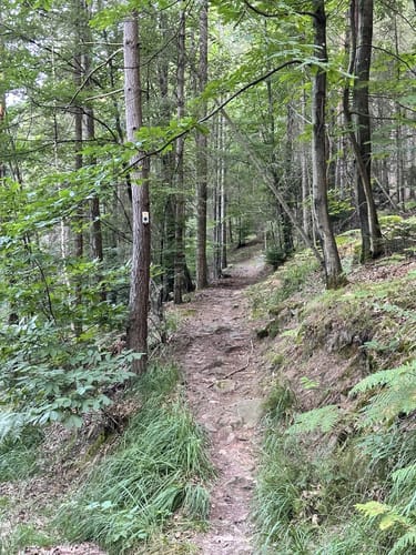 MTB Tour: Sulz - Jägerweg - Seelbach Rundweg