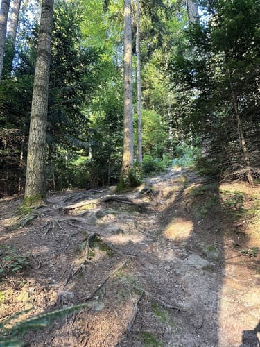 MTB Tour: Sulz - Jägerweg - Seelbach Rundweg