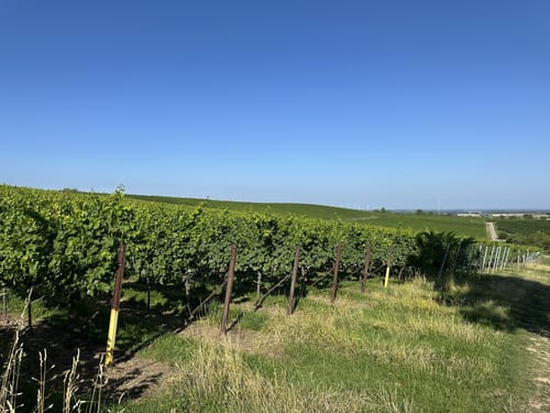 Rund ums Steinbühl (Schweigen-Rechtenbach)