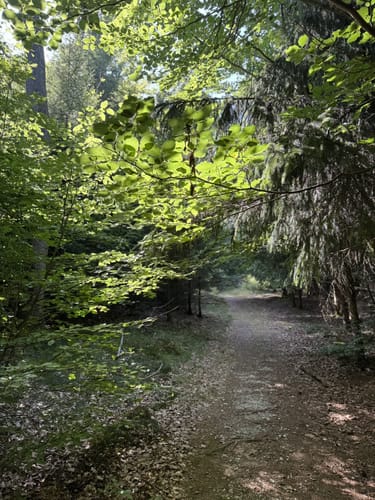 Kohlweg Runde