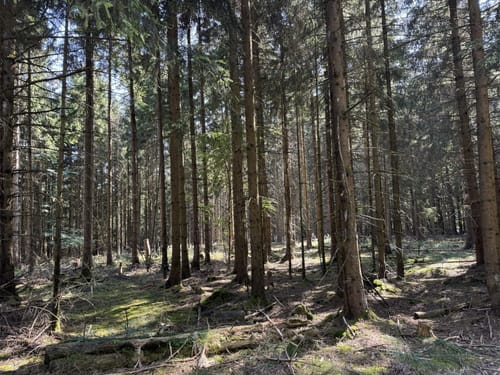 Kohlweg Runde