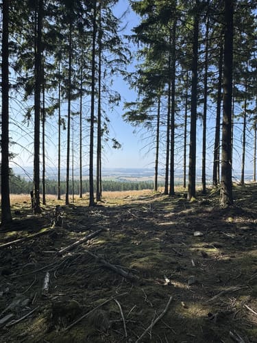 Kohlweg Runde