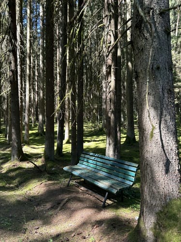 Im Hemauer Wald