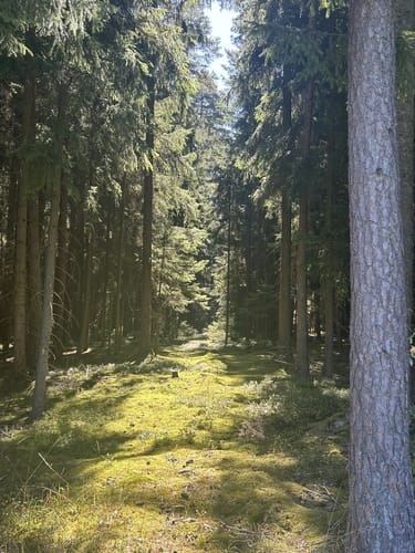 Im Hemauer Wald