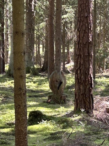 Im Hemauer Wald