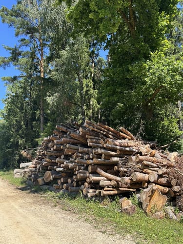 Im Hemauer Wald