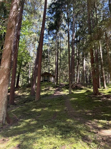 Im Hemauer Wald