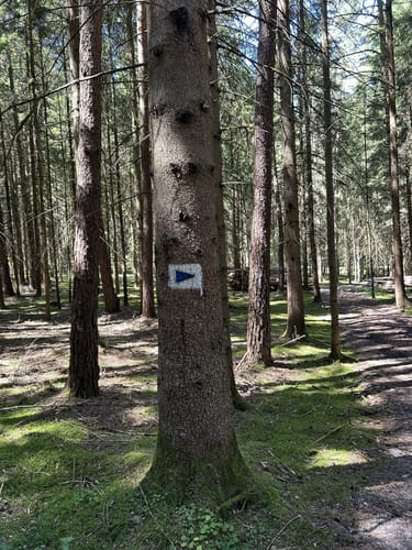 Im Hemauer Wald