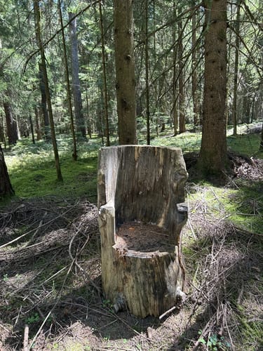 Im Hemauer Wald