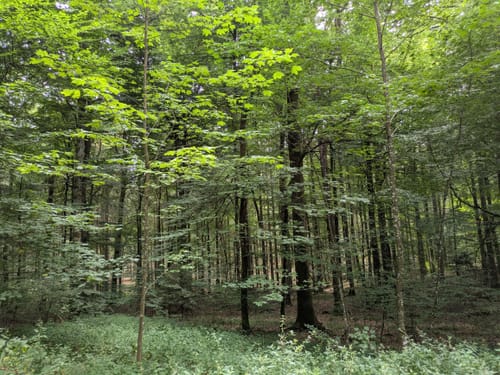 Göderscheid (Mehren Nr. 2)