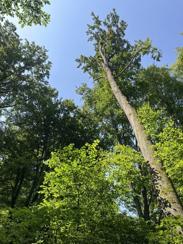 Wengerterhäusle "Dichterblick"