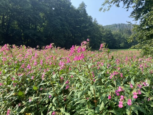 WesterwaldSteig Etappe 15: Strauscheid - Waldbreitbach