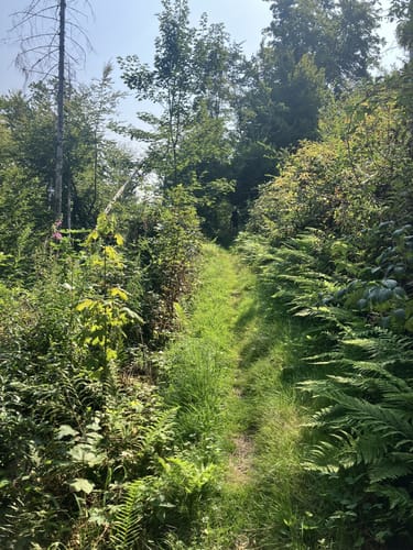 WesterwaldSteig Etappe 15: Strauscheid - Waldbreitbach