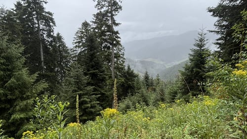 Runde bei Hornberg