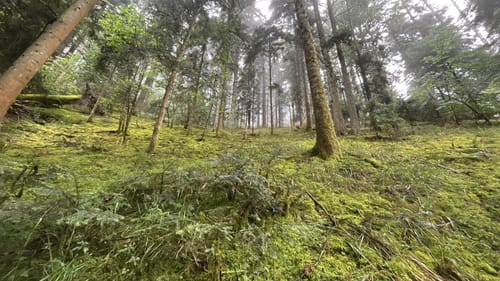 Runde bei Hornberg
