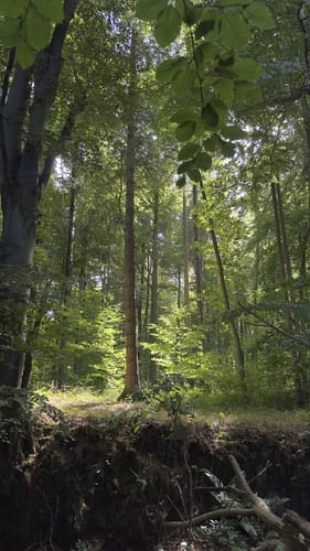 Rund um den Westensee