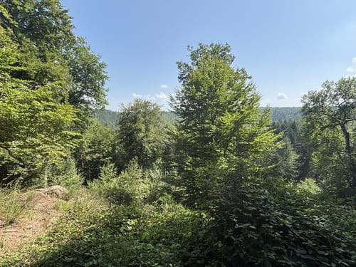 Circuit du Rocher de l'Altschlossfelsen