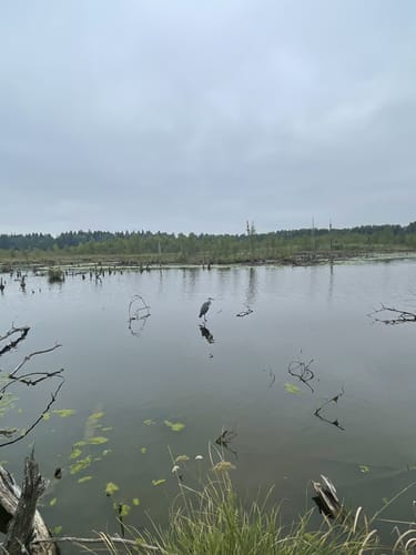 Rund um das Schwenninger Moos