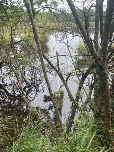 Rund um das Schwenninger Moos