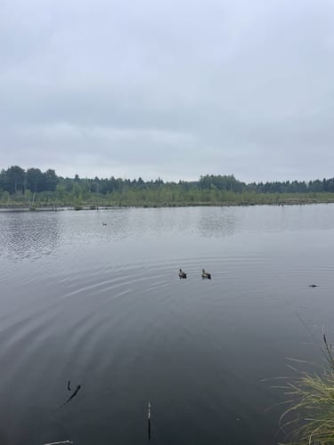 Rund um das Schwenninger Moos